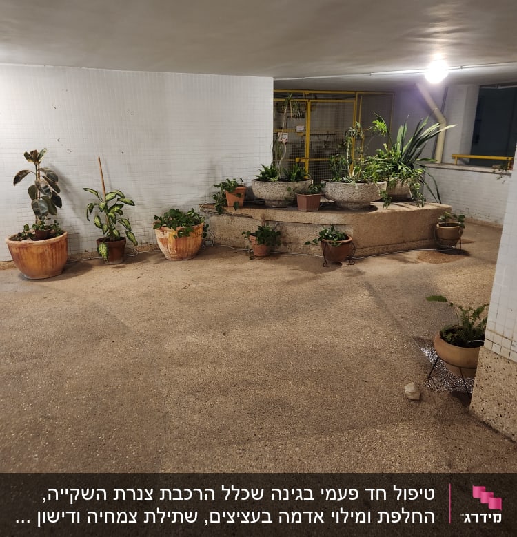 עציצים עם צמחים ירוקים על רצפה ובמה מוגבהת